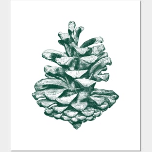 Conifer cone Posters and Art